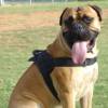 All Weather Dog Harness for Tracking/Pulling; Designed to fit Bullmastiff-H6