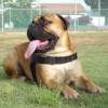 All Weather Dog Harness for Tracking/Pulling; Designed to fit Bullmastiff-H6