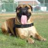 All Weather Dog Harness for Tracking/Pulling; Designed to fit Bullmastiff-H6