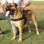 All Weather Dog Harness for Tracking/Pulling; Designed to fit Bullmastiff-H6