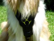 Exclusive Luxurious Handcrafted Padded Leather Dog Harness Perfect  for your Collie H10