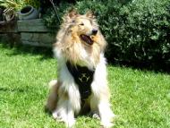 Exclusive Luxurious Handcrafted Padded Leather Dog Harness Perfect  for your Collie H10