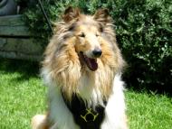 Exclusive Luxurious Handcrafted Padded Leather Dog Harness Perfect  for your Collie H10