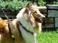 Luxury Handcrafted Leather Dog Harness Made To Fit Collie H7