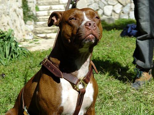 Handcrafted Leather Pitbull Harness for Tracking and Training