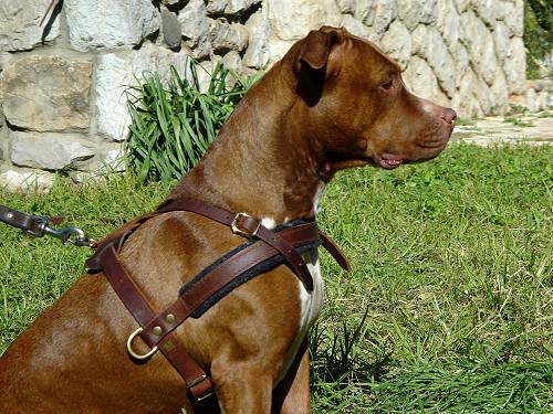 Pitbull Leather Pulling Dog Harness with Side D-rings