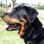 padded nylon dog collar