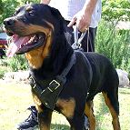 Leather dog harness for agitation,protection and attack.Padded.Designed and Sized to Fit Your Rottweiler Just Perfect