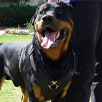 Exclusive Luxury Handcrafted Padded Leather Dog Harness Perfect  for your Rottweiler H10