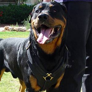 Exclusive Luxury Handcrafted Padded Leather Dog Harness Perfect  for your Rottweiler H10_1