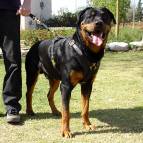 Exclusive Luxury Handcrafted Padded Leather Dog Harness Perfect  for your Rottweiler H10