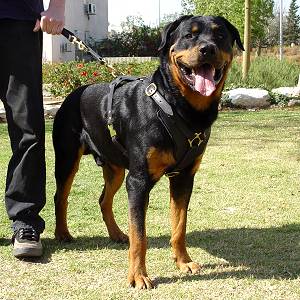 Exclusive Luxury Handcrafted Padded Leather Dog Harness Perfect  for your Rottweiler H10_1