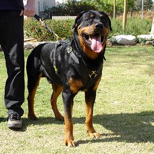 Exclusive Luxury Handcrafted Padded Leather Dog Harness Perfect  for your Rottweiler H10_1