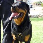 Exclusive Luxury Handcrafted Padded Leather Dog Harness Perfect  for your Rottweiler H10