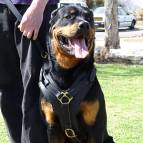 Exclusive Luxury Handcrafted Padded Leather Dog Harness Perfect  for your Rottweiler H10_1