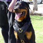 Exclusive Luxury Handcrafted Padded Leather Dog Harness Perfect  for your Rottweiler H10_1