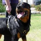 Exclusive Luxury Handcrafted Padded Leather Dog Harness Perfect  for your Rottweiler H10