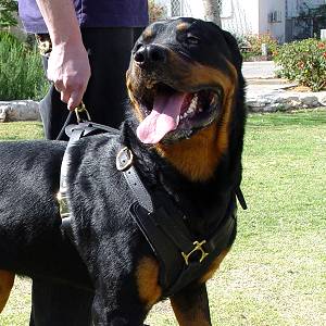 Exclusive Luxury Handcrafted Padded Leather Dog Harness Perfect  for your Rottweiler H10_1