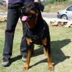 Exclusive Luxury Handcrafted Padded Leather Dog Harness Perfect  for your Rottweiler H10_1