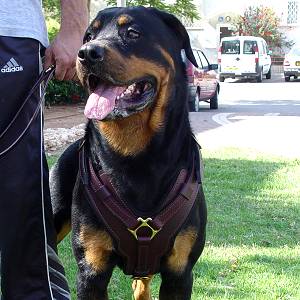 Exclusive Luxury Handcrafted Padded Leather Dog Harness Perfect  for your Rottweiler H10