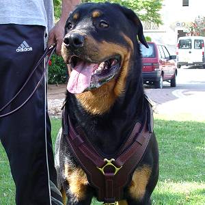 Exclusive Luxury Handcrafted Padded Leather Dog Harness Perfect  for your Rottweiler H10_1