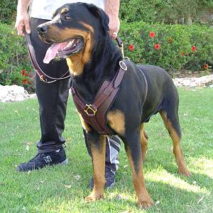 Exclusive Luxury Handcrafted Padded Leather Dog Harness Perfect  for your Rottweiler H10