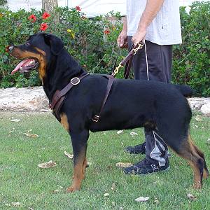 Exclusive Luxury Handcrafted Padded Leather Dog Harness Perfect  for your Rottweiler H10