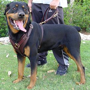 Exclusive Luxury Handcrafted Padded Leather Dog Harness Perfect  for your Rottweiler H10_1