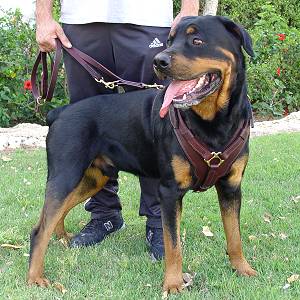 Exclusive Luxury Handcrafted Padded Leather Dog Harness Perfect  for your Rottweiler H10_1