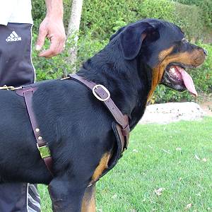 Exclusive Luxury Handcrafted Padded Leather Dog Harness Perfect  for your Rottweiler H10