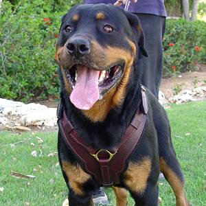 Exclusive Luxury Handcrafted Padded Leather Dog Harness Perfect  for your Rottweiler H10