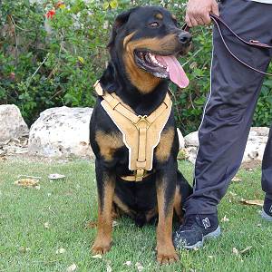 Exclusive Luxury Handcrafted Padded Leather Dog Harness Perfect  for your Rottweiler H10_1
