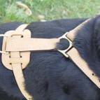 Exclusive Luxury Handcrafted Padded Leather Dog Harness Perfect  for your Rottweiler H10