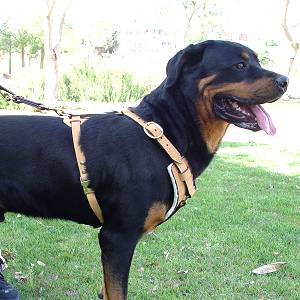 Exclusive Luxury Handcrafted Padded Leather Dog Harness Perfect  for your Rottweiler H10_1