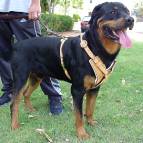 Exclusive Luxury Handcrafted Padded Leather Dog Harness Perfect  for your Rottweiler H10