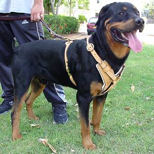 Exclusive Luxury Handcrafted Padded Leather Dog Harness Perfect  for your Rottweiler H10_1