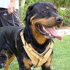 Exclusive Luxury Handcrafted Padded Leather Dog Harness Perfect  for your Rottweiler H10
