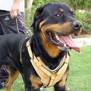 Exclusive Luxury Handcrafted Padded Leather Dog Harness Perfect  for your Rottweiler H10_1