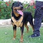 Exclusive Luxury Handcrafted Padded Leather Dog Harness Perfect  for your Rottweiler H10_1