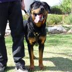 Luxury handcrafted leather dog harness made To Fit Rottweiler  H7_1