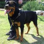Luxury handcrafted leather dog harness made To Fit Rottweiler  H7_1