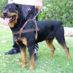 Tracking / Pulling / Agitation Leather Dog Harness For Rottweiler
