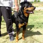 Nylon dog harness for tracking / pulling Designed to fit Rottweiler