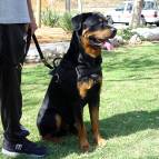 All Weather Dog Harness for Tracking/Pulling; Designed to fit Rottweiler - H6_1