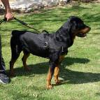 Rottweiler All Weather dog harness for tracking and training designed to fit Rottweiler and alike large breeds - H6