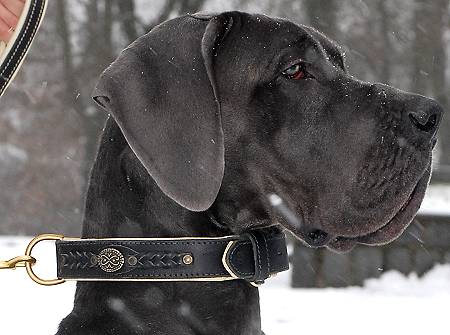 Wide Leather Dog Collar with Nappa Padded Interior and Decorative Braid