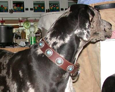 *Lilly as a princess in Gorgeous Wide Black Leather Dog Collar - Fashion Exclusive Design - Special33bluestones