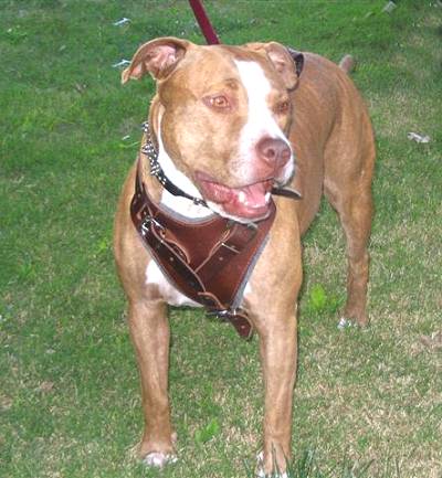 Padded  Leather Dog Harness for Pitbull Agitation, Protection and Attack Training