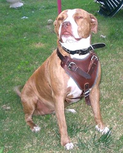 Universal Adjustable Pitbull Leather Harness with Soft Padding