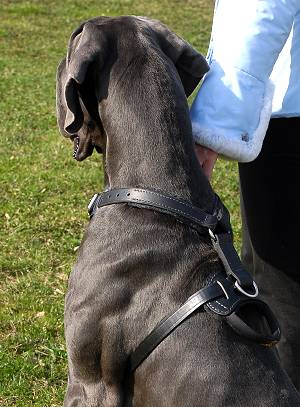 Designer Leather Harness for Great Dane Dogs and Other Breeds
